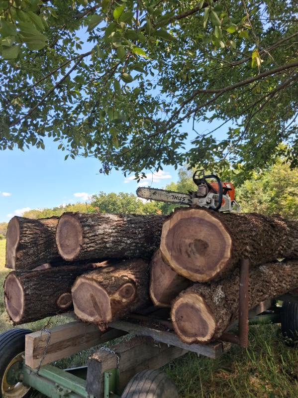 Freshly cut hardwood logs loaded onto a trailer at a Hershberger Logging job site