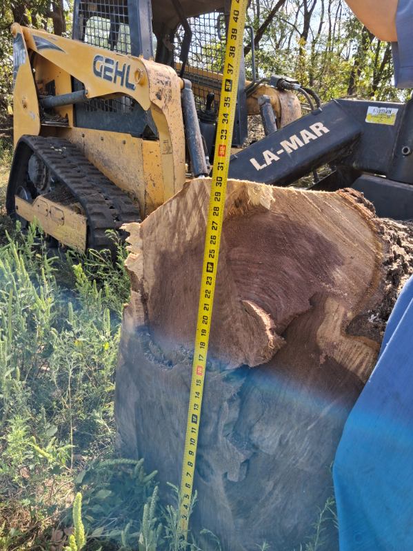 Large hardwood log being measured beside Hershberger Logging equipment